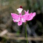 Calopogon tuberosus Kukka