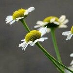 Tanacetum parthenium Іншае