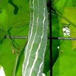 Trichosanthes cucumerina Frucht