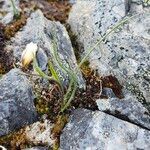 Gagea serotina Fula