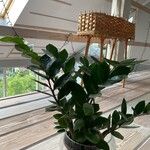 Zamioculcas zamiifolia Fuelha