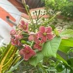 Combretum indicumFlower