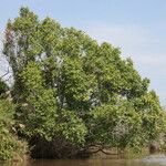 Syzygium guineense Hábito