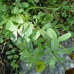 Trifolium badium Rhisgl
