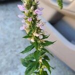 Teucrium canadense Blüte