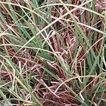 Carex hordeistichos Blad