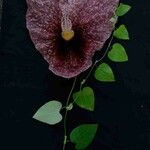 Aristolochia gigantea Flower