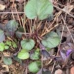 Viola labradorica Leaf