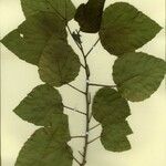 Alchornea cordifolia Egyéb