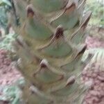 Phoenix reclinata Bark