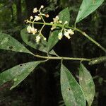 Chrysochlamys silvicola Leaf