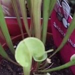 Sarracenia flava Folha