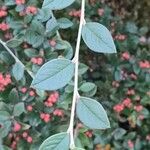 Cotoneaster pannosus Blatt