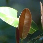 Labourdonnaisia calophylloides Leaf