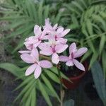 Epidendrum ibaguense Virág