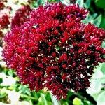 Sedum telephium Cvet