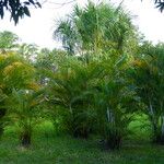 Dypsis lutescens Лист