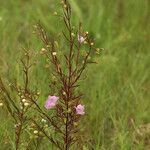 Agalinis tenuifolia Vekstform