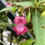 Impatiens glanduliferaBlomst