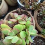 Crassula lanuginosa ᱥᱟᱠᱟᱢ