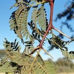 Vachellia erioloba Lehti