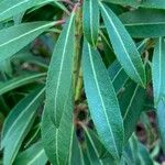 Pieris floribunda Leaf