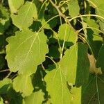 Populus tremulaList