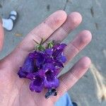 Penstemon speciosus Fiore