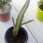 Stapelia gigantea Blad