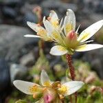 Saxifraga bryoides Flower