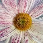 Erigeron glaucus Flower