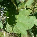 Solanum stramoniifolium Lehti