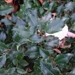 Ilex meserveae Blatt