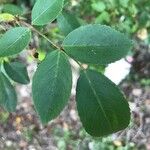 Rosa mollis Leaf