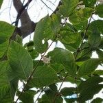 Lonicera fragrantissima Leaf