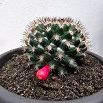 Mammillaria mammillaris Лист