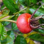 Rosa blanda Fruit