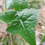 Sonchus oleraceus Blad