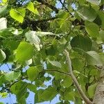 Populus × generosa Blad