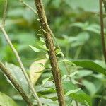 Brunfelsia grandiflora Bark