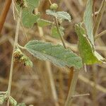 Waltheria indica Blatt