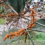 Phoradendron piperoides Fruit