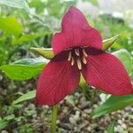 Trillium erectum 花