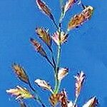 Eragrostis secundiflora Flor