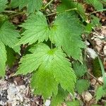 Actaea spicata Levél