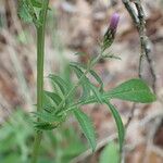 Serratula tinctoria Fuelha