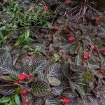 Episcia cupreataFolla