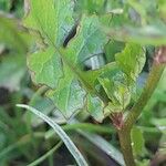 Sisymbrium erysimoides Leaf