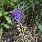 Leopoldia comosa പുഷ്പം