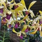 Dendrobium conanthumFleur